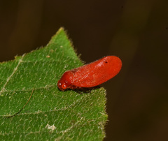 Eoscarta borealis