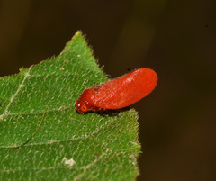 Eoscarta borealis