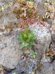 Agave horrida horrida