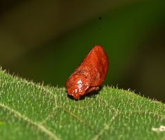 Eoscarta borealis
