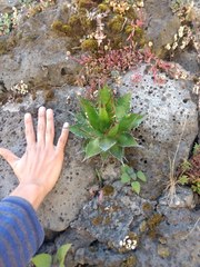 Agave horrida horrida