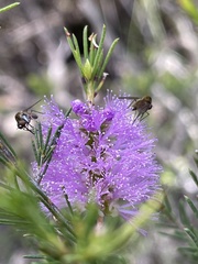 Melaleuca diosmatifolia