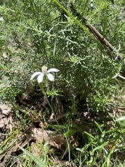 Caladenia moschata