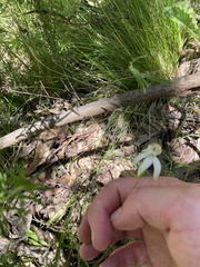 Caladenia moschata