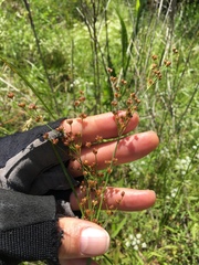 Juncus marginatus
