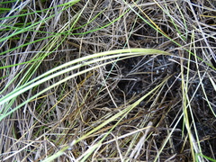 Carex divisa