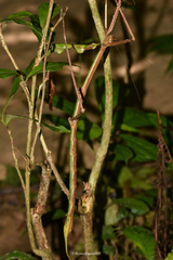 Phryganistria