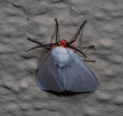 Pygarctia