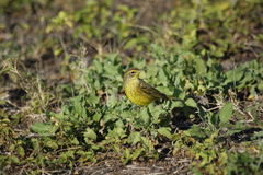 Setophaga palmarum hypochrysea