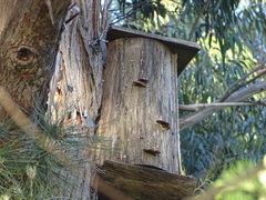 Poicephalus robustus