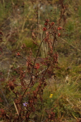 Koenigia alpina
