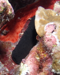 Holothuria leucospilota