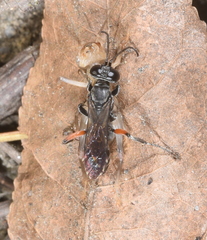 Liris subtessellatus