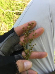 Juncus marginatus