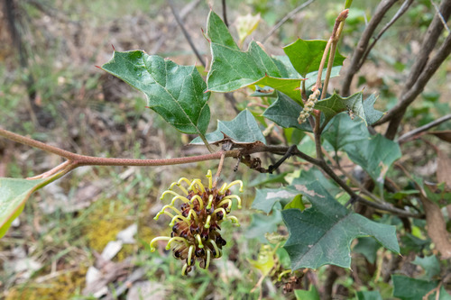 Grevillea dryophylla N.A.Wakef.