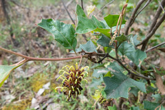 Grevillea dryophylla