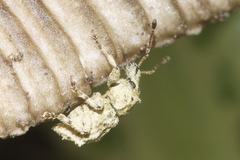 Brachyolus punctatus
