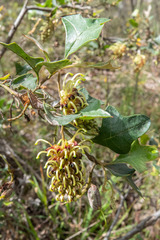 Grevillea dryophylla