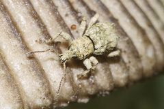 Brachyolus punctatus