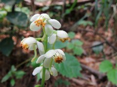 Pyrola japonica