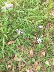 Caesia parviflora vittata