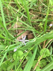 Caesia parviflora vittata