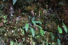 Blechnidium melanopus