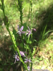 Caesia parviflora vittata