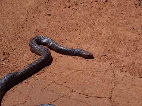Eastern Brown Snake sighting