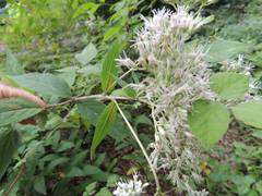 Eupatorium chinense