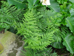 Pteris buchananii
