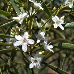 Myoporum platycarpum