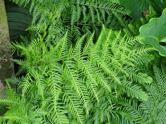 Pteris buchananii