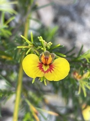 Dillwynia tenuifolia