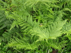 Pteris buchananii