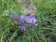 Gentianella austriaca