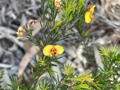Dillwynia tenuifolia
