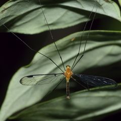 Aurotipula clara