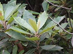 Brachylaena glabra