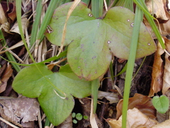 Hepatica nobilis