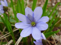 Hepatica nobilis