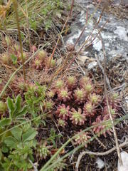 Sedum pallidum