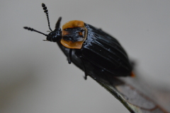 Oxelytrum discicolle