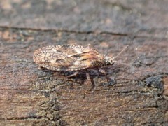 Physatocheila variegata