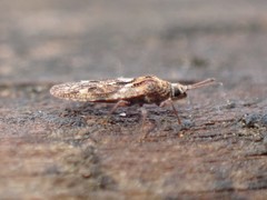 Physatocheila variegata