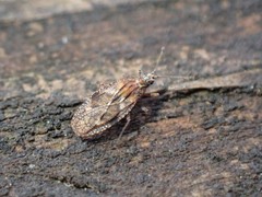 Physatocheila variegata