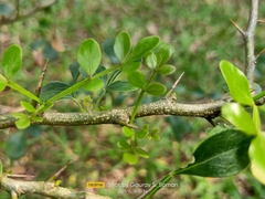 Limonia acidissima