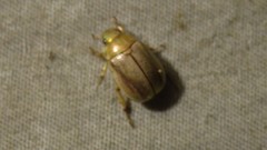 Mimela argopuroensis