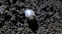 Mimela argopuroensis
