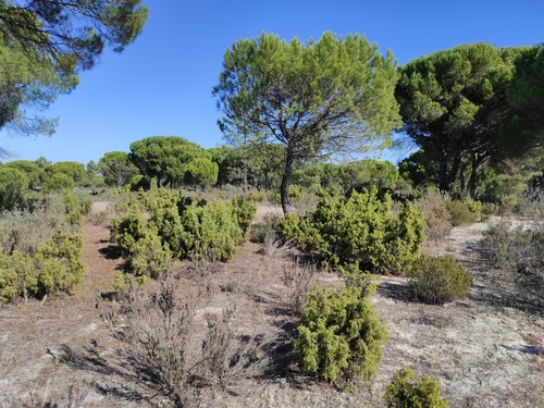 Portuguese prickly juniper